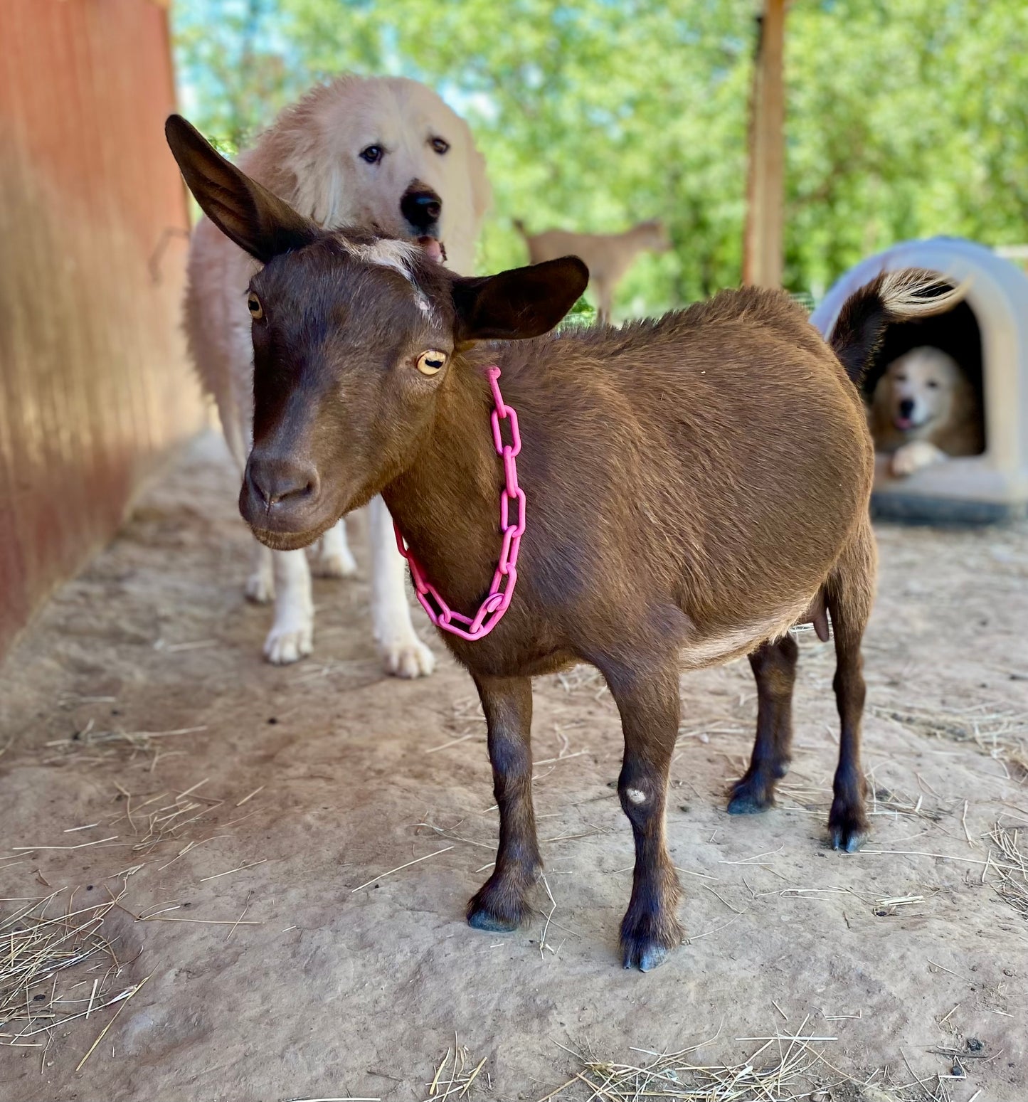 Sea Island Cotton Goat Milk Soap
