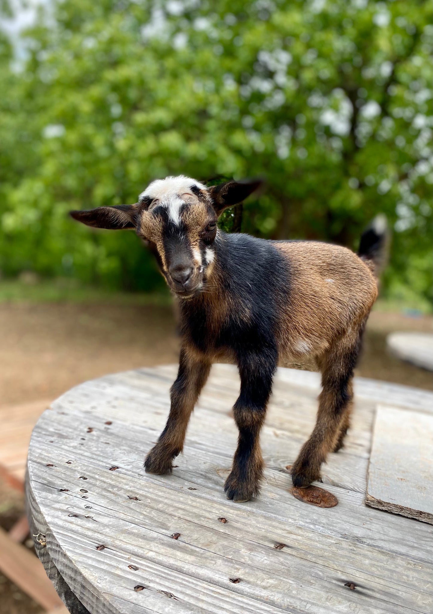 Sea Island Cotton Goat Milk Soap